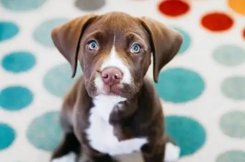 chocolate lab puppy sitting on polka dot rug t20 wa9LrL e1574267689433