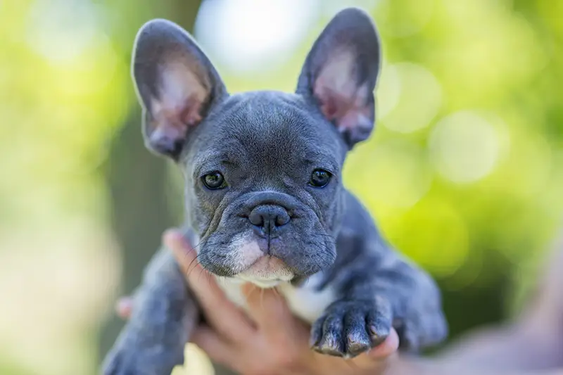 French Bulldog